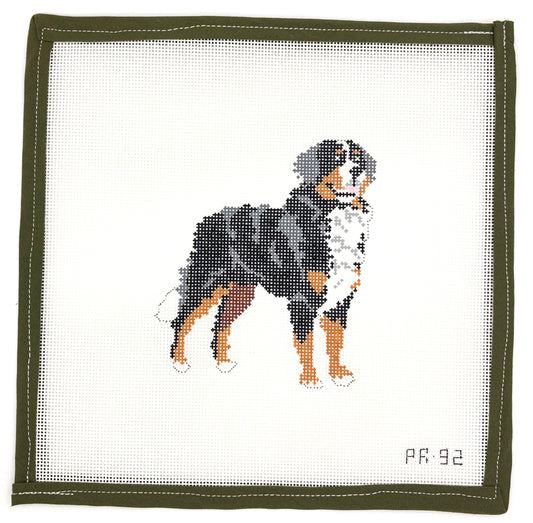 Bernese Mountain Dog